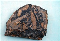 藏品(植物化石)的圖片